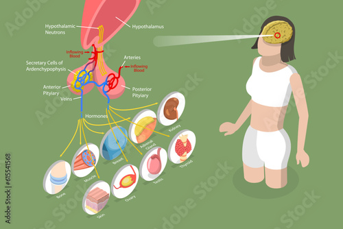 3D Isometric Flat Vector Conceptual Illustration of Pituary Gland, Educational Schema photo