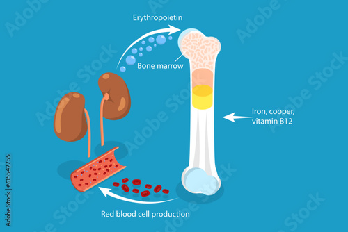3D Isometric Flat Vector Conceptual Illustration of Erythropoietin, EPO Production From Kidney photo
