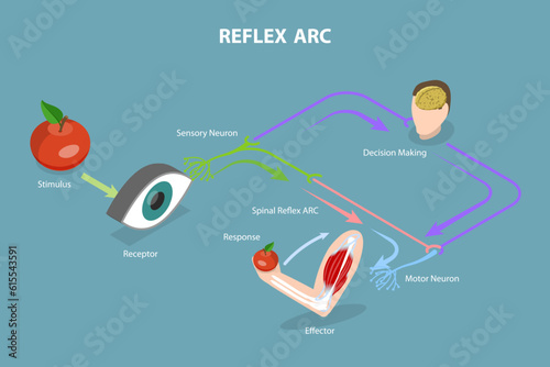 3D Isometric Flat Vector Conceptual Illustration of Reflex ARC, Educational Diagram