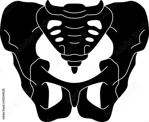 pelvis  icon