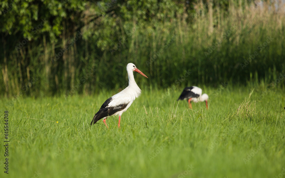 White stork on the meadow at spring. (Ciconia ciconia), white stork in the meadow with yellow flowers and green grass. White stork on the meadow at spring. (Ciconia ciconia), white stork in the meadow with yellow flowers and green grass.