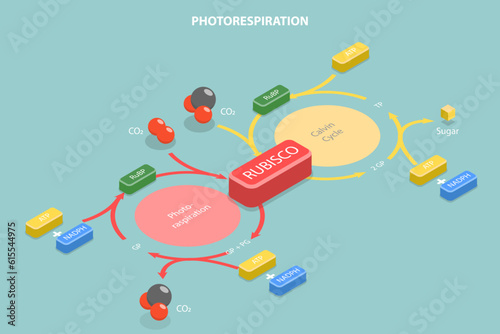 3D Isometric Flat Vector Conceptual Illustration of Photorespiration, Oxidative Photosynthetic Carbon Cycle