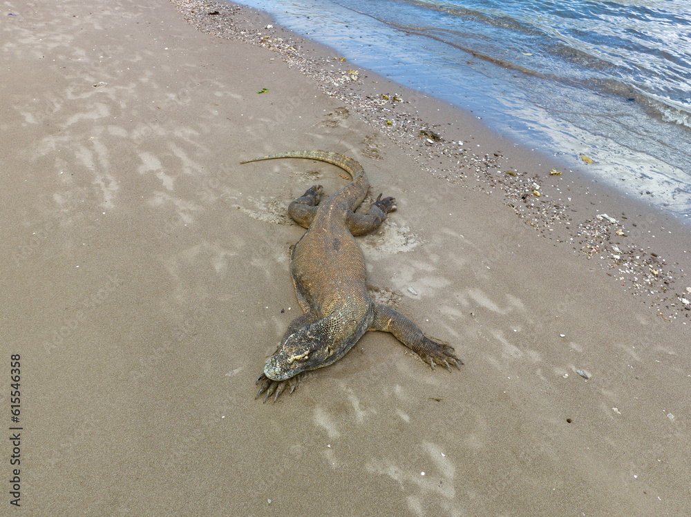 A Komodo dragon, Varanus komodoensis, lies on a remote beach in Komodo