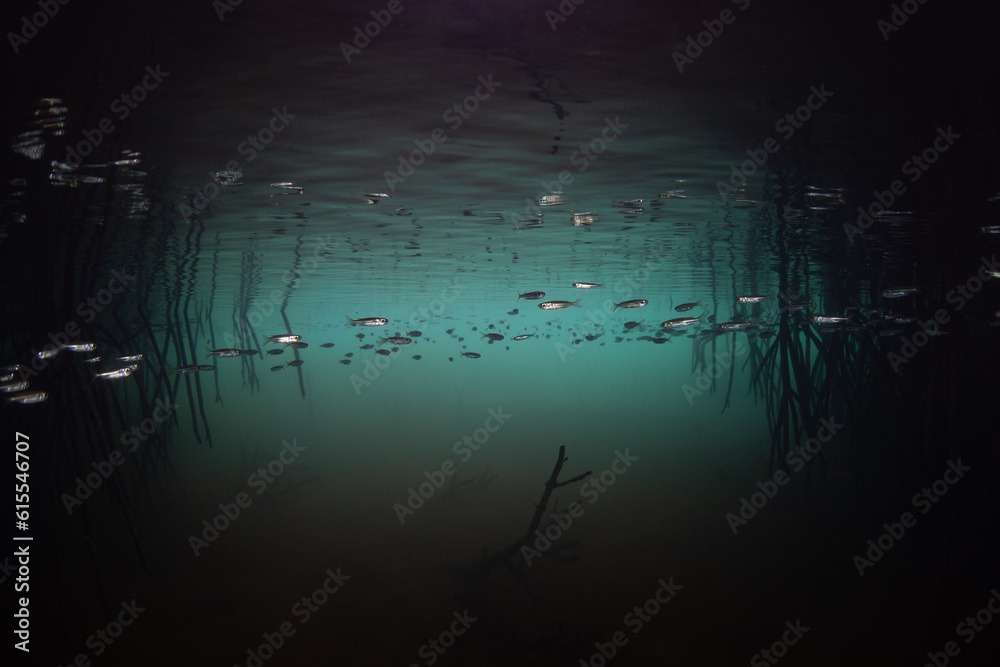 Silversides swim among the dark shadows of a mangrove forest in Komodo