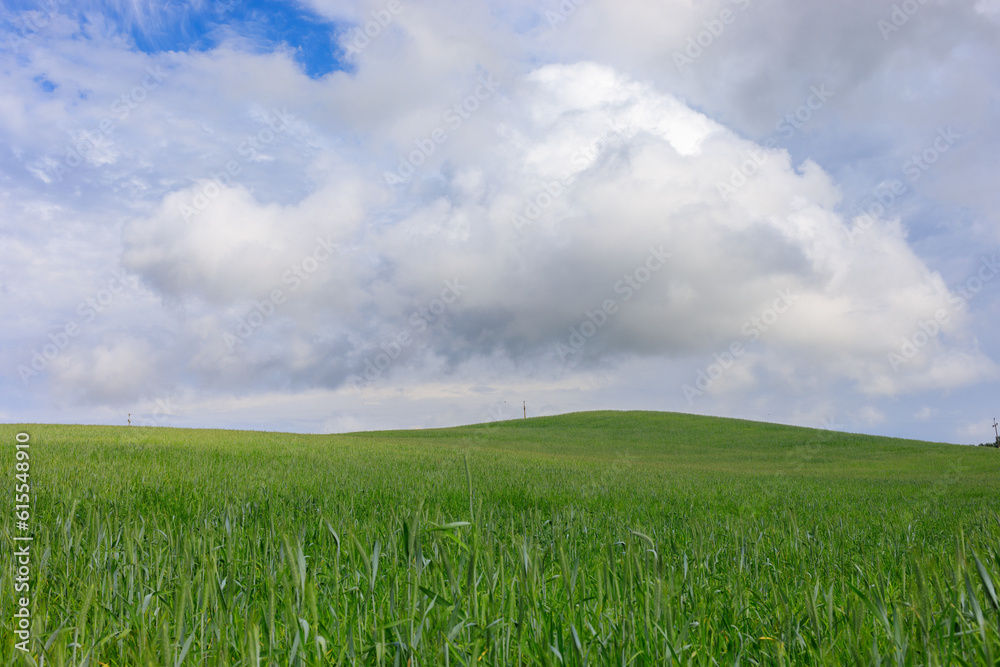 Summer on Kashubia: Pastoral landscape with green wheat field under the sky Summer on Kashubia: Pastoral landscape with green wheat field under the sky