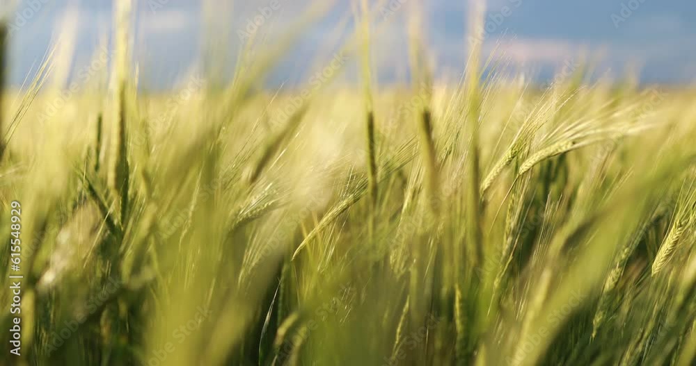 Sunset Over The Wheat Field Green wheat field swaying in the breeze under a blue sky Waltz of the wheat field grass wind First Dance Choreography Sunset Over The Wheat Field Green wheat field swaying in the breeze under a blue sky Waltz of the wheat field grass wind First Dance Choreography
