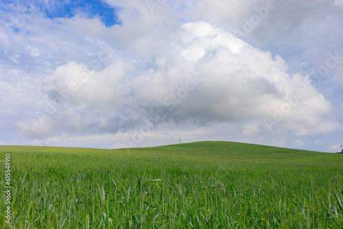 Vászonkép Summer on Kashubia: Pastoral landscape with green wheat field under the sky