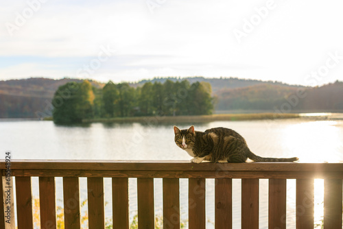 Summer on Kashubia: cat at the fence during the sunset at the lake, Ostrzyce