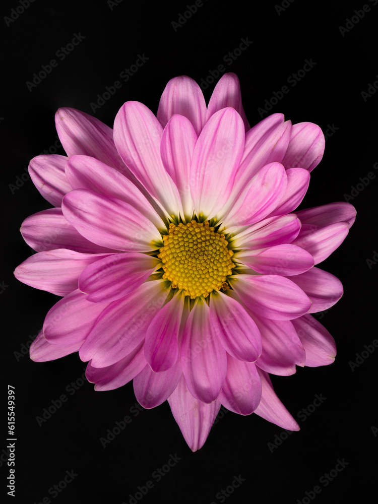 Close-up of a pink daisy on a black background Close-up of a pink daisy on a black background