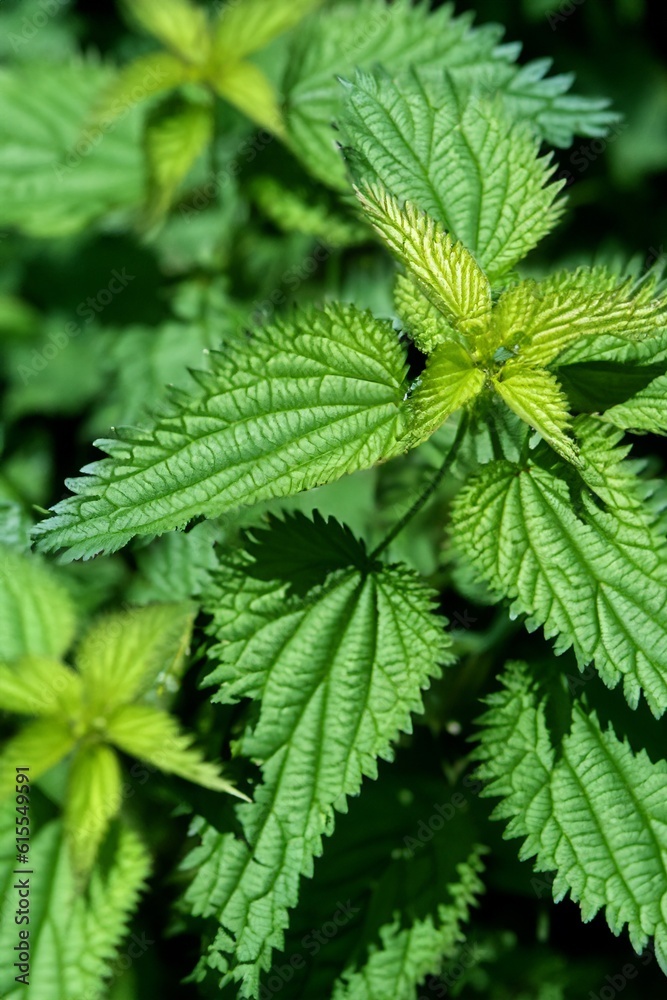 close up of nettle close up of nettle