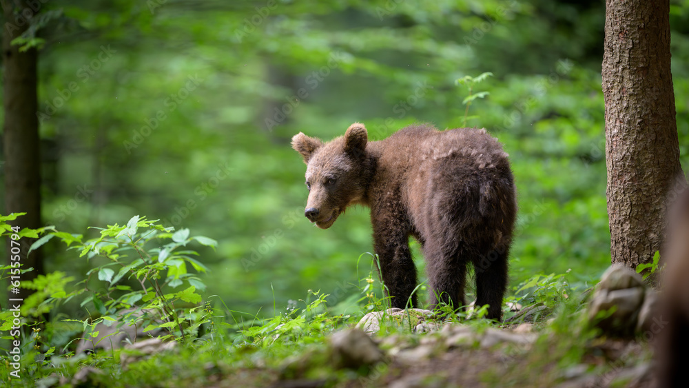 Young 1 year old european brown bear (Ursus arctos) in forest