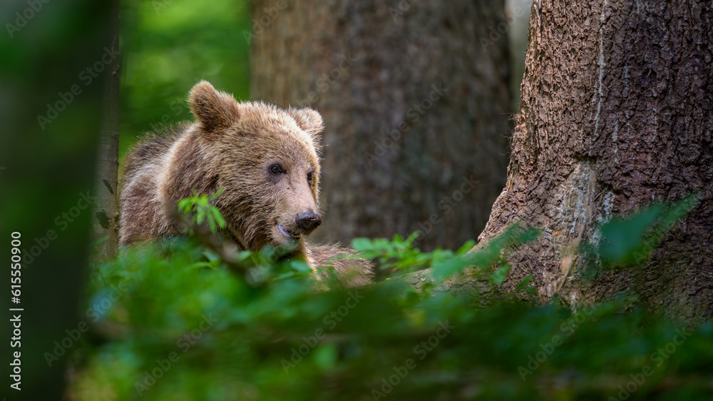 European brown bear (Ursus arctos) in forest European brown bear (Ursus arctos) in forest