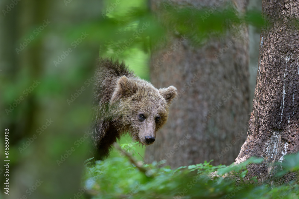 Obraz premium European brown bear (Ursus arctos) in forest