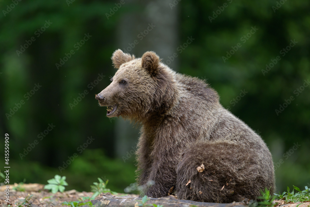 European brown bear (Ursus arctos) in forest