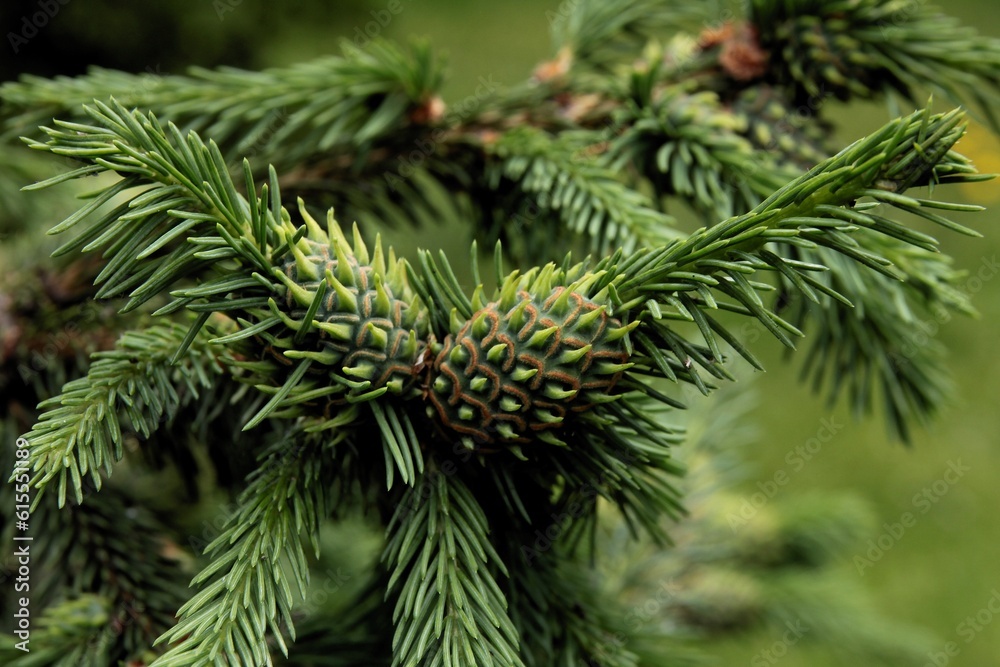 close up of pine tree with abelges abietis insect close up of pine tree with abelges abietis insect