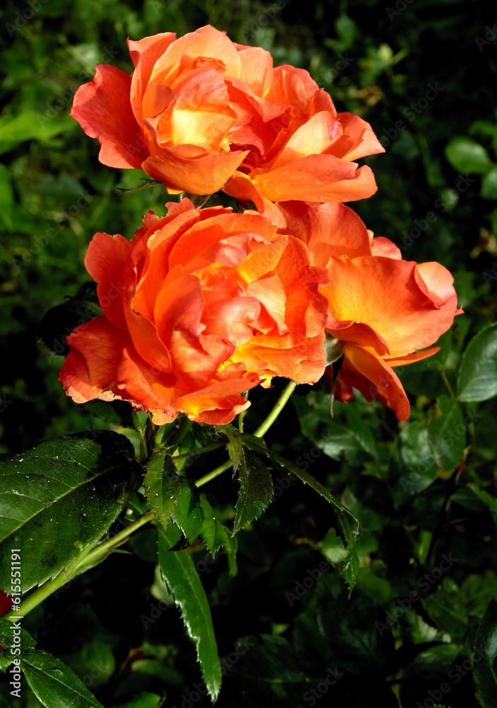 pretty multicolor red,yellow ,pink roses in the garden close up pretty multicolor red,yellow ,pink roses in the garden close up
