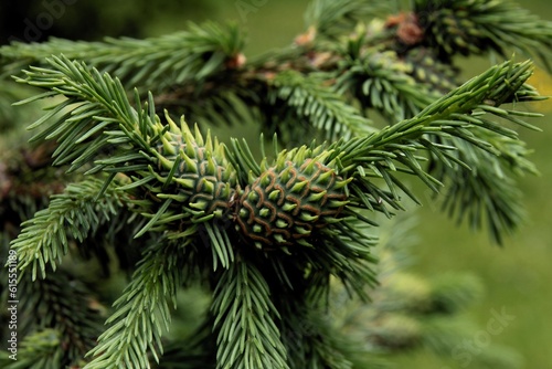 close up of pine tree with abelges abietis insect