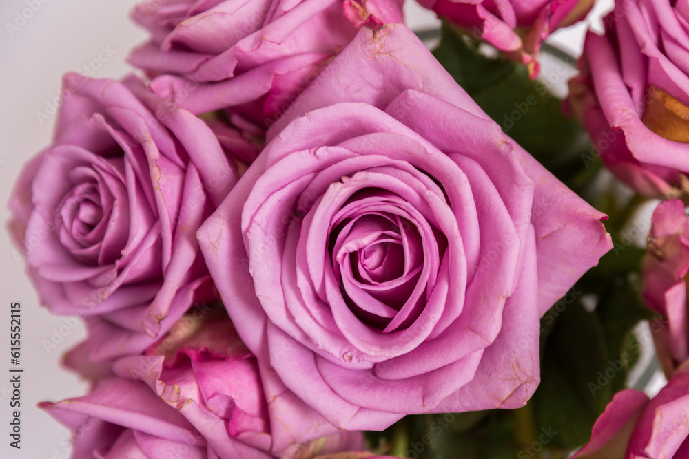 pink roses in a garden pink roses in a garden