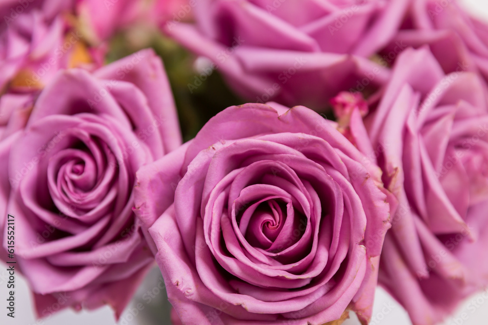 pink roses background