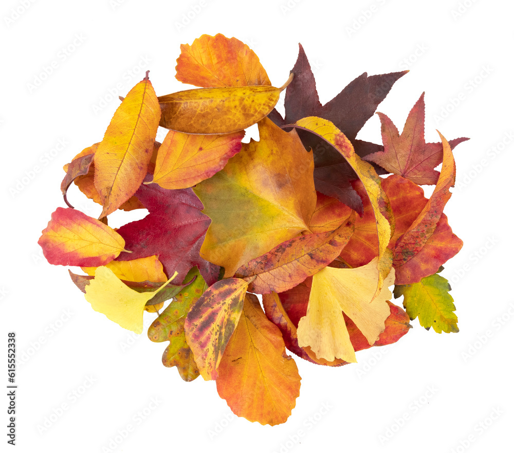 Feuilles mortes en automne de différents arbres Feuilles mortes en automne de différents arbres