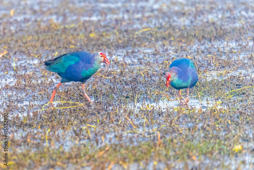 Foto A pair of purple heron