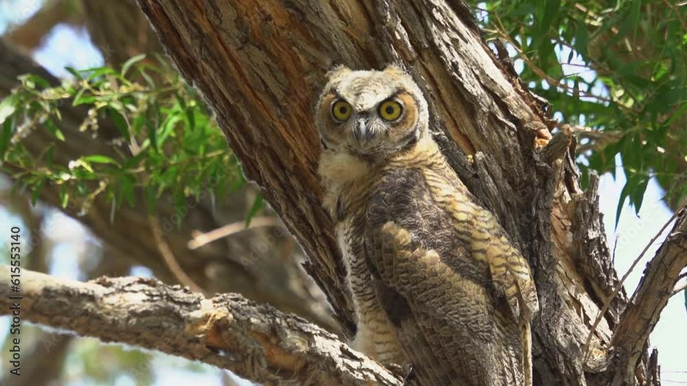 Owl