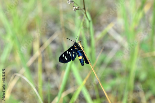 Almata or common false moth, black butterfly. photo