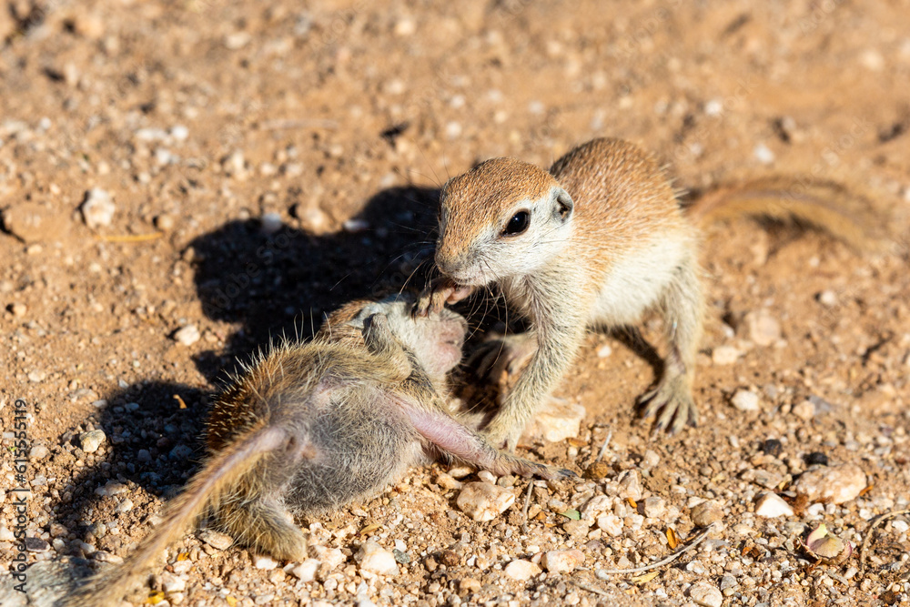 Obraz premium Juvenile round-tailed ground squirrels, Xerospermophilus tereticaudus, playing, fighting and roughhousing in the Sonoran Desert. Pima County, Tucson, Arizona, USA.