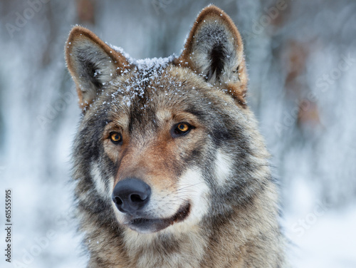 portrait of a gray wolf on a blurred background