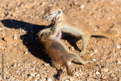 Juvenile round-tailed ground squirrels, Xerospermophilus tereticaudus, playing, fighting and roughhousing in the Sonoran Desert. Pima County, Tucson, Arizona, USA. photo