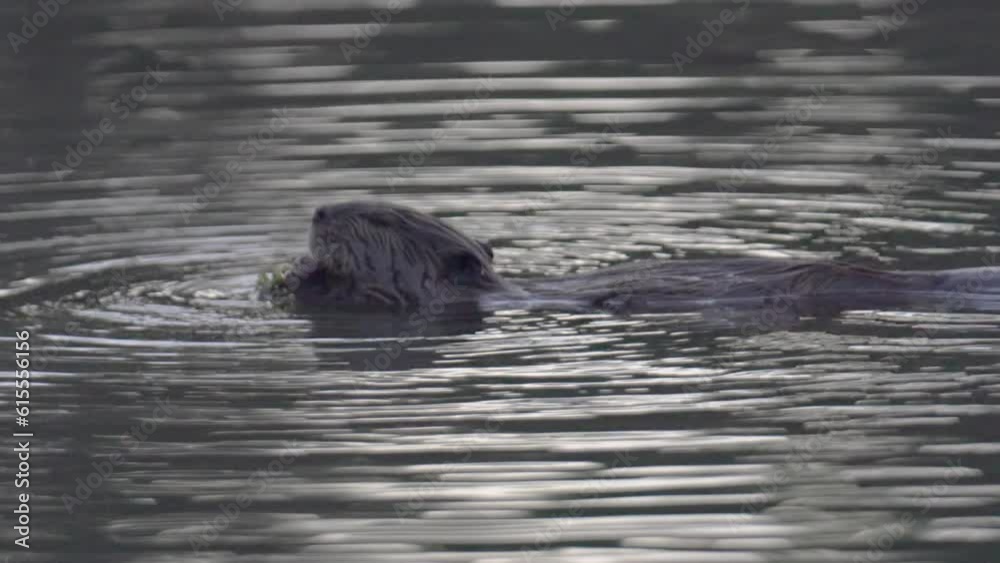 Beaver Swimming and Eating Plants in Lake Slow Motion Beaver Swimming and Eating Plants in Lake Slow Motion