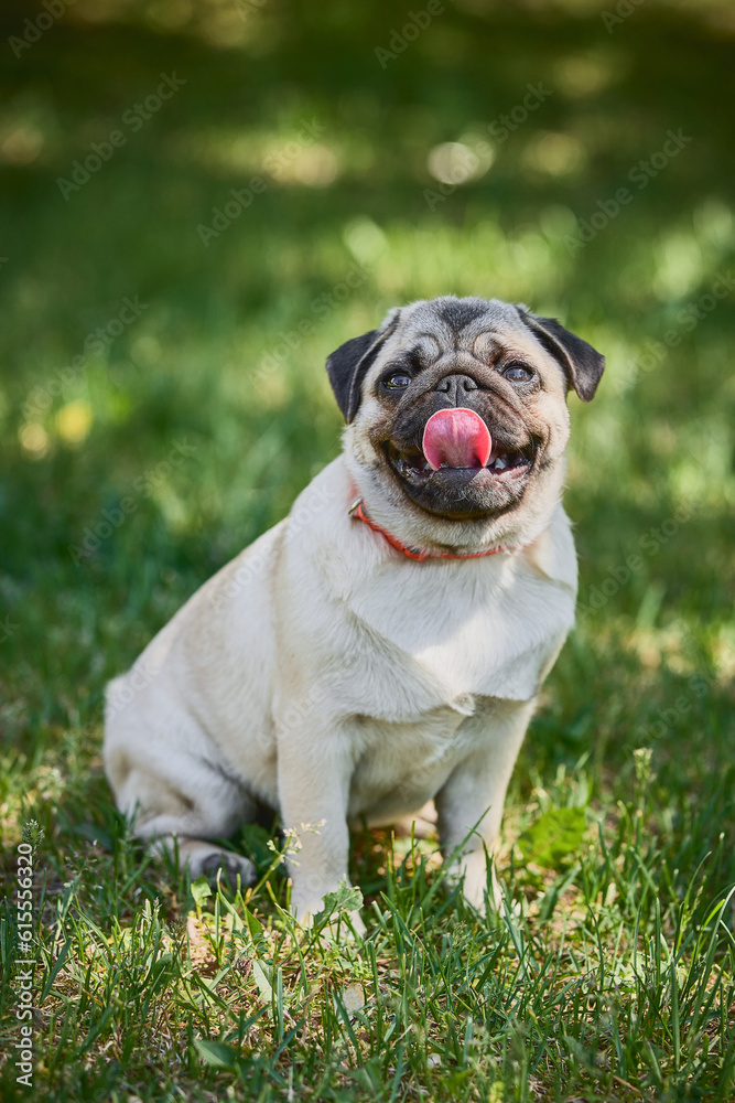 Cute dog sitting on green grass background.