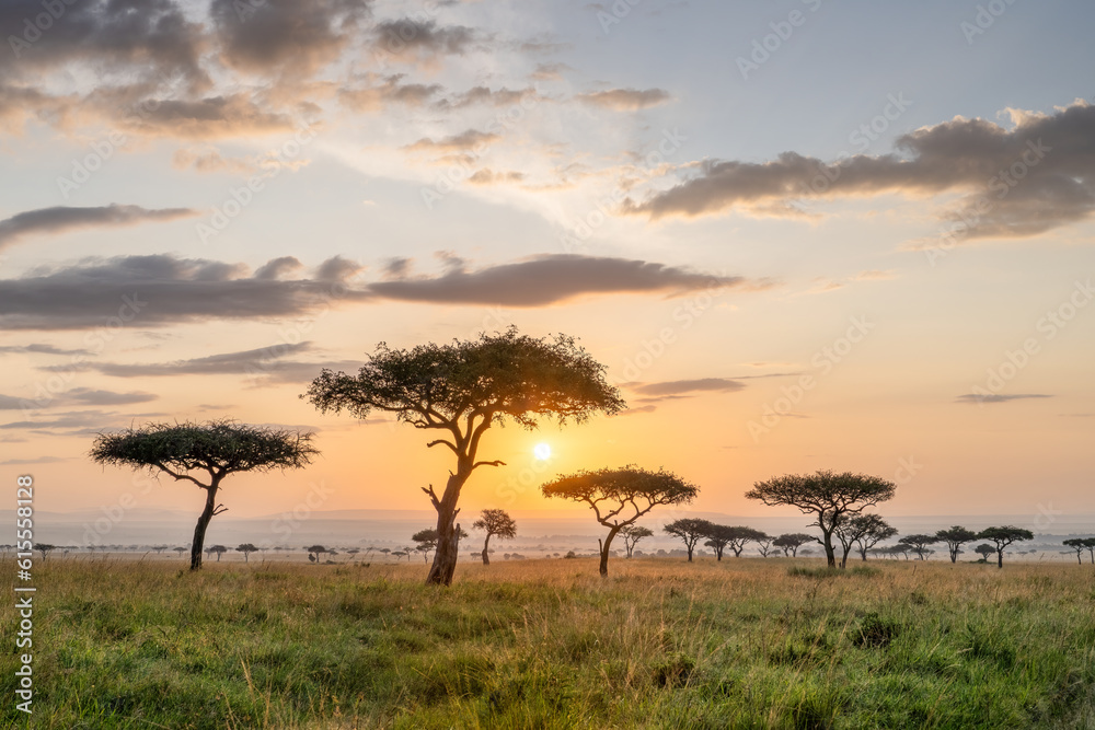 Acacia tres at sunrise, Maasai Mara, Kenya Acacia tres at sunrise, Maasai Mara, Kenya