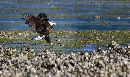 Seabeck Bald Eagles photo