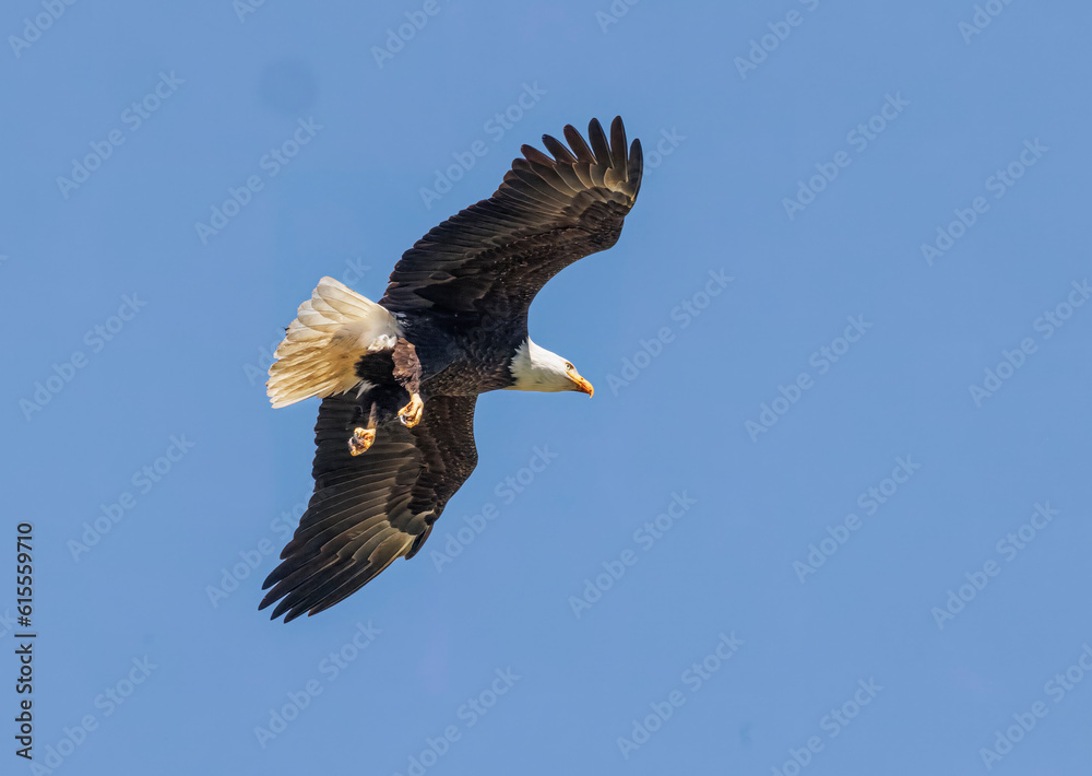 Fototapeta premium Seabeck Bald Eagles
