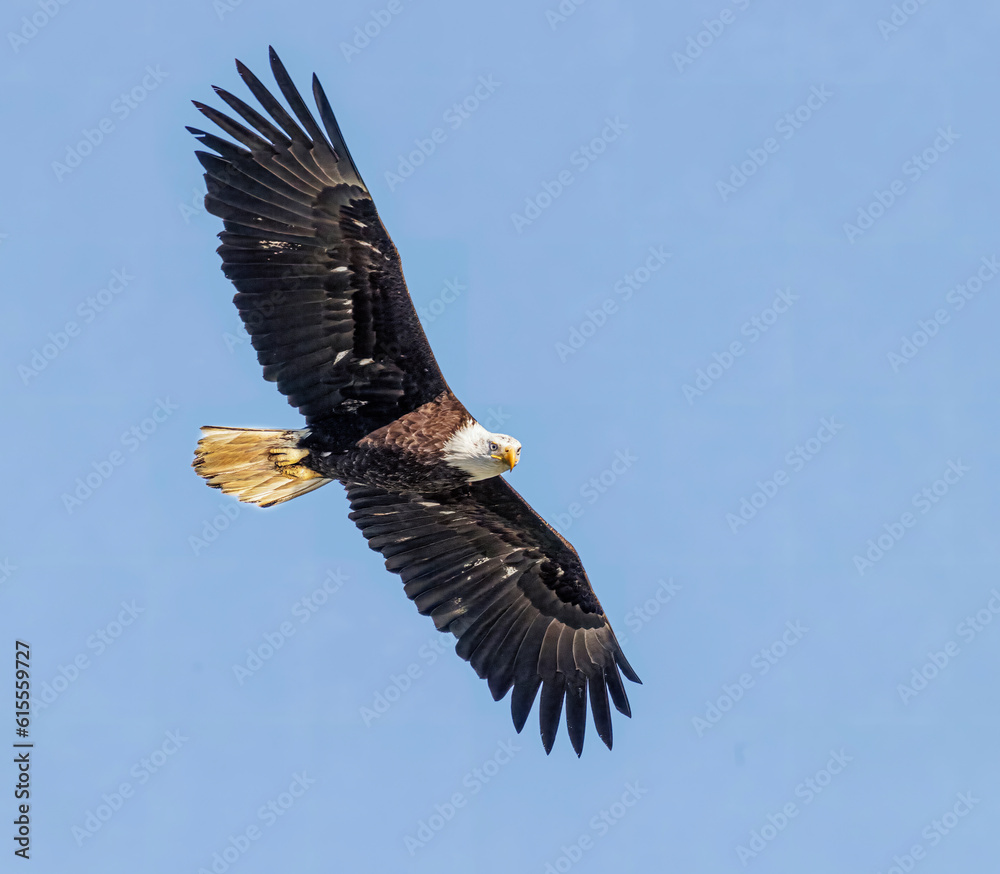 Fototapeta premium Seabeck Bald Eagles