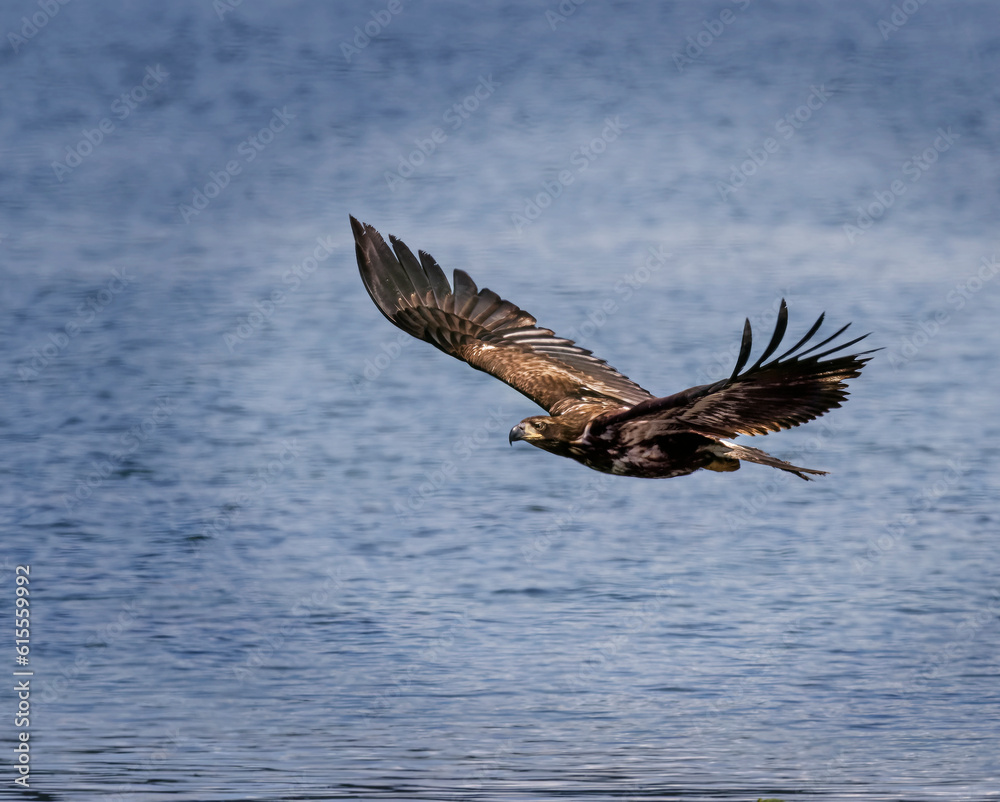 Obraz premium Seabeck Bald Eagles