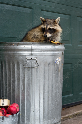 Raccoon (Procyon lotor) Fiddles With Banana Peel Sitting in Trash Can