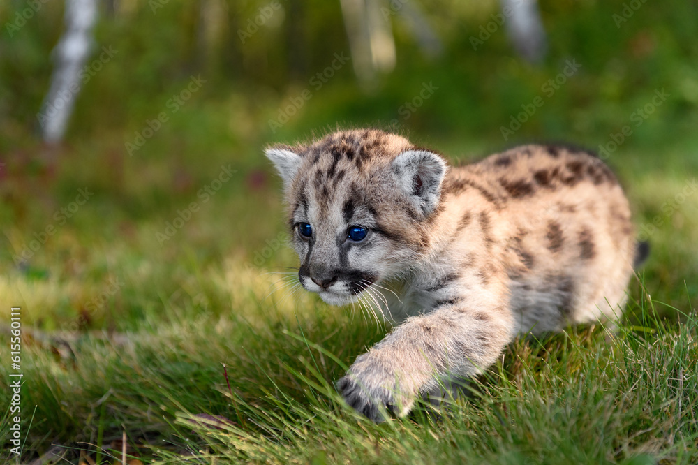 Cougar Kitten (Puma concolor) Walks Forward to Left in Grass Autumn
