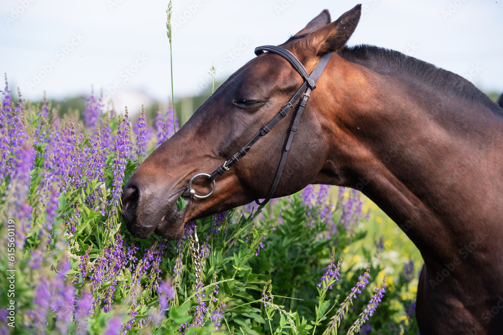 portrait of bay horse sniffling flowers in meadow. close up. cloudy day