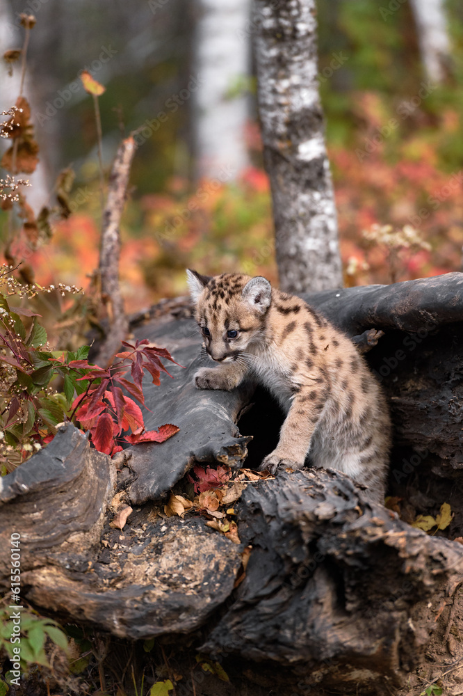 Obraz premium Cougar Kitten (Puma concolor) on Log Looks Left and Down Autumn