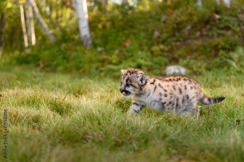 Cougar Kitten (Puma concolor) Walks Left in Grass Mouth Open Autumn © hkuchera