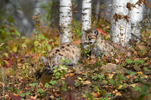 Cougar Kittens (Puma concolor) On Hill Near Birch Trees Autumn