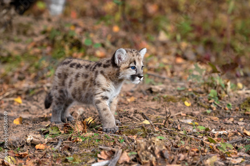 Cougar Kitten (Puma concolor) One Paw Slightly Forward Looks Right Autumn © hkuchera