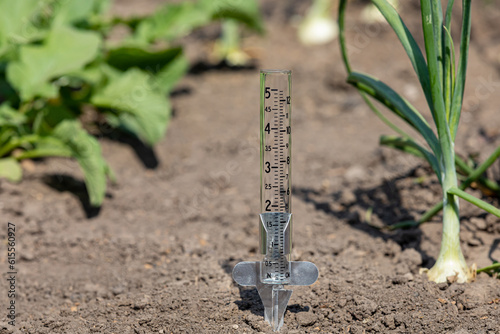 Rain gauge in onion garden. Drought, dry weather and gardening concept. photo