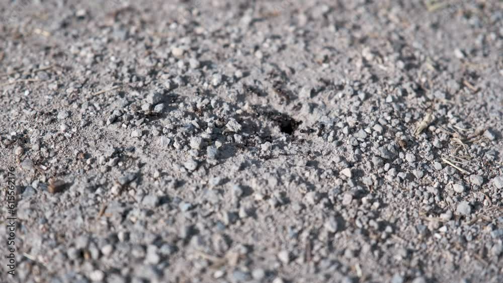 Close-up of A large group of thousands of ants engaged in getting out inside the ant colony or anthill Close-up of A large group of thousands of ants engaged in getting out inside the ant colony or anthill