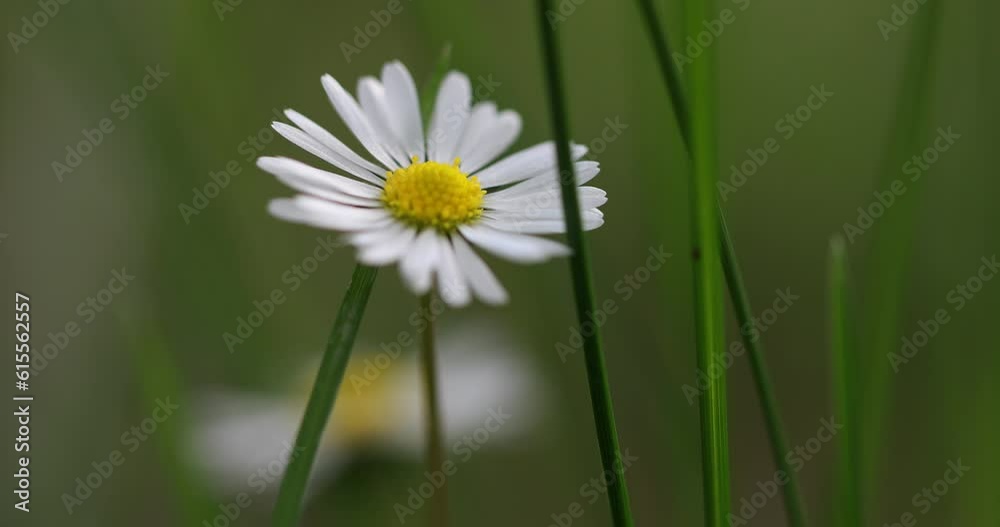 4K Beautiful Macro Shot Daisy Flower in a Green Forest. Daisy Flower on Blurred Macro Background. Isolated Daisy Flower Design Element. 4K Beautiful Macro Shot Daisy Flower in a Green Forest. Daisy Flower on Blurred Macro Background. Isolated Daisy Flower Design Element.