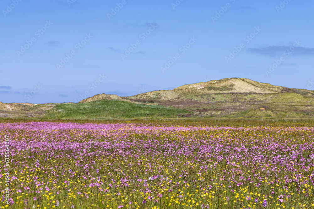 Landscape nature reserve The Boschplaat with colorful purple flowers and buttercups at Wadden island Terschelling in Friesland province in The Netherlands