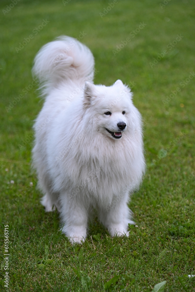 cane samoiedo cane samoiedo