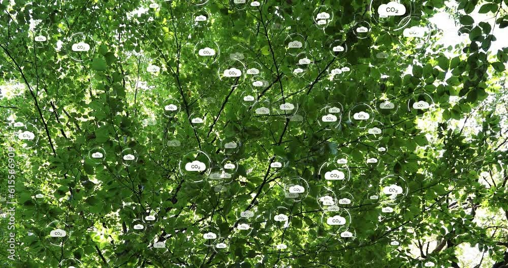 Green sunny canopy tree with animated carbon dioxide icons. Concept net zero. Green sunny canopy tree with animated carbon dioxide icons. Concept net zero.